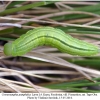 coenonympha pamphilus larva4a